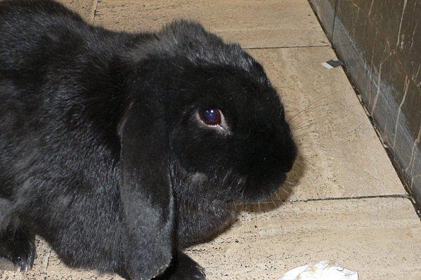 marius = un oryctolagus cuniculus hors du commun........ P1520489--4-.jpg