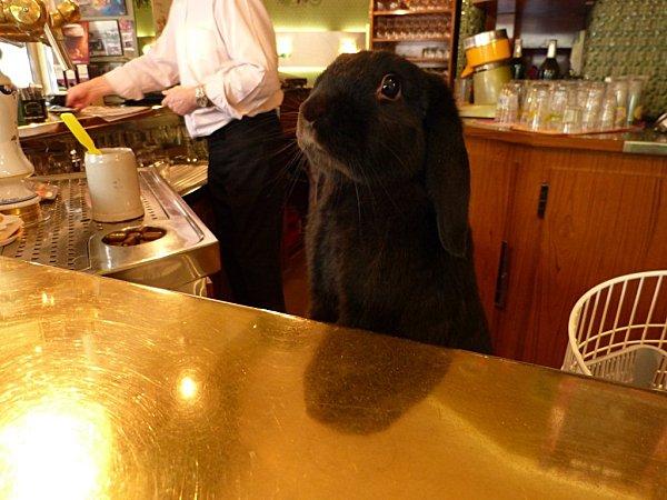 marius = un oryctolagus cuniculus hors du commun........ P1110065--2-.jpg