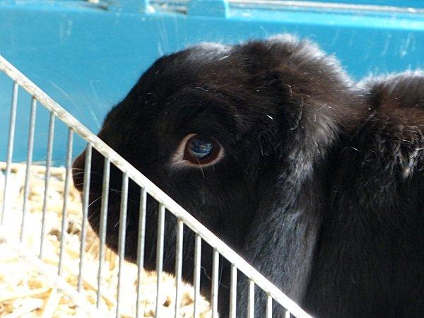 marius = un oryctolagus cuniculus hors du commun........ P1120549.jpg