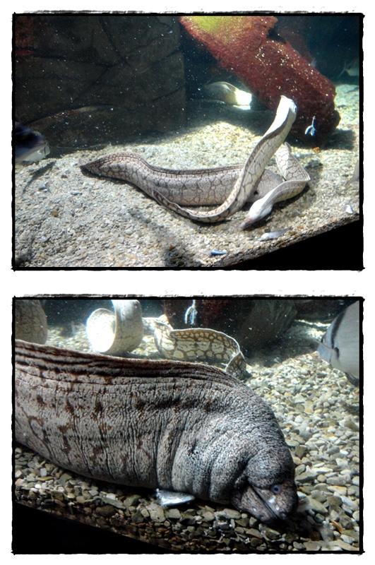Visite de l'Aquarium de La Rochelle, 3 septembre 2012