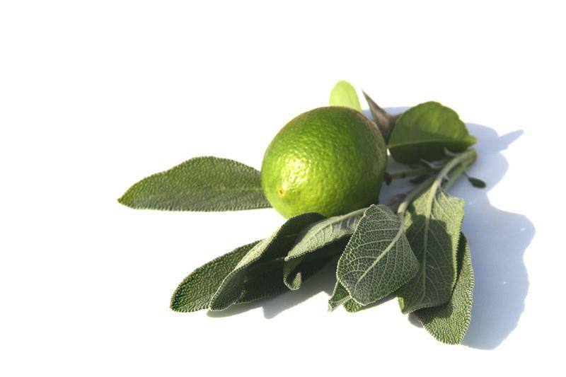 Lime sauge