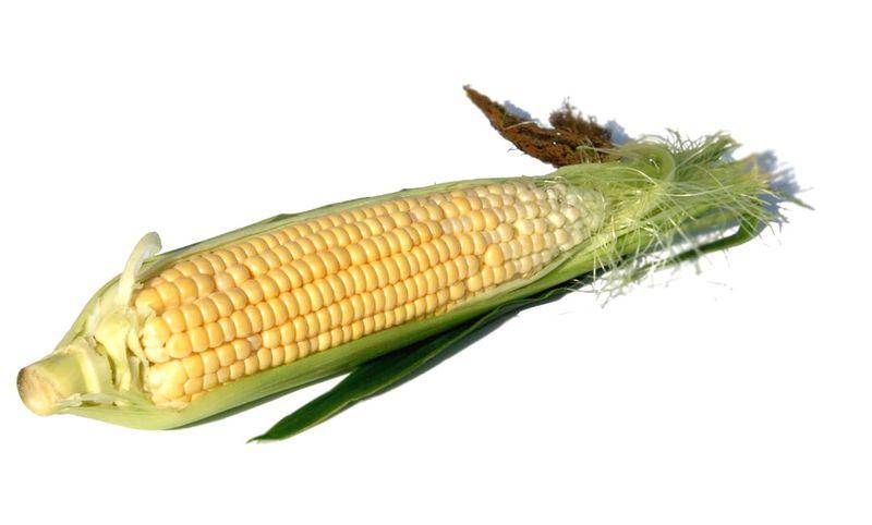 Milho corn