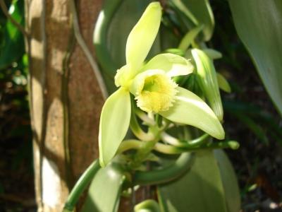 Truc express ►Aromatiser la maison Truc express ►Aromatiser la maison