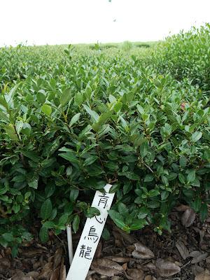 Au Centre de Recherche de Kanaya Au Centre de Recherche de Kanaya