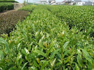 Au Centre de Recherche de Kanaya Au Centre de Recherche de Kanaya