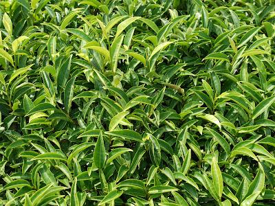 Au Centre de Recherche de Kanaya Au Centre de Recherche de Kanaya