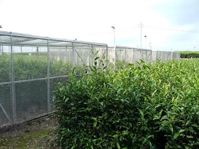 Au Centre de Recherche de Kanaya Au Centre de Recherche de Kanaya