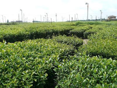 Au Centre de Recherche de Kanaya Au Centre de Recherche de Kanaya