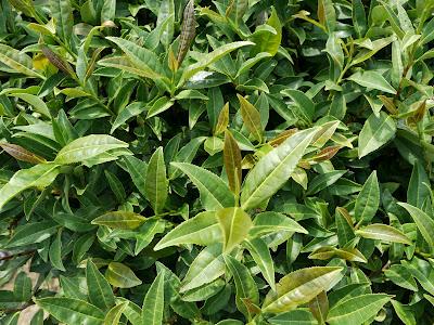 Au Centre de Recherche de Kanaya Au Centre de Recherche de Kanaya