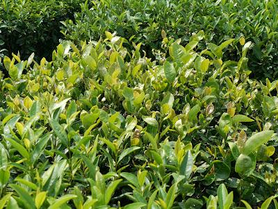 Au Centre de Recherche de Kanaya Au Centre de Recherche de Kanaya