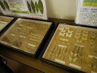 Au Centre de Recherche de Kanaya Au Centre de Recherche de Kanaya