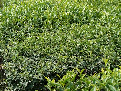 Au Centre de Recherche de Kanaya Au Centre de Recherche de Kanaya