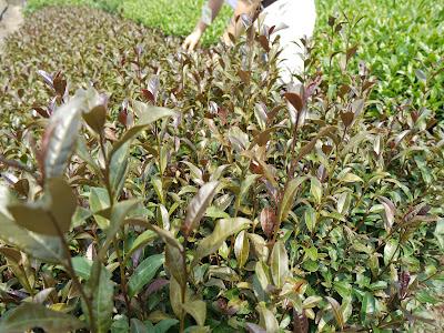 Au Centre de Recherche de Kanaya Au Centre de Recherche de Kanaya