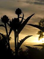 PHOTO DE LA SEMAINE #35 (une première inside!!!) PHOTO DE LA SEMAINE #35 (une première inside!!!)