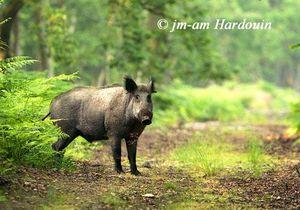 Accident de chasse à Cassagnas : genou voir pas vieillir n0130