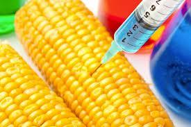 OGM, comment « défricher » le débat ?