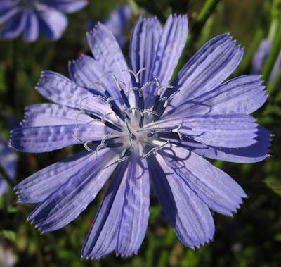 Cichorium intybus (Chicorée sauvage) Cichorium intybus (Chicorée sauvage)