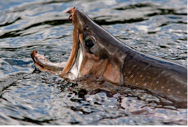 Eat Sleep Fish Eat Sleep Fish
