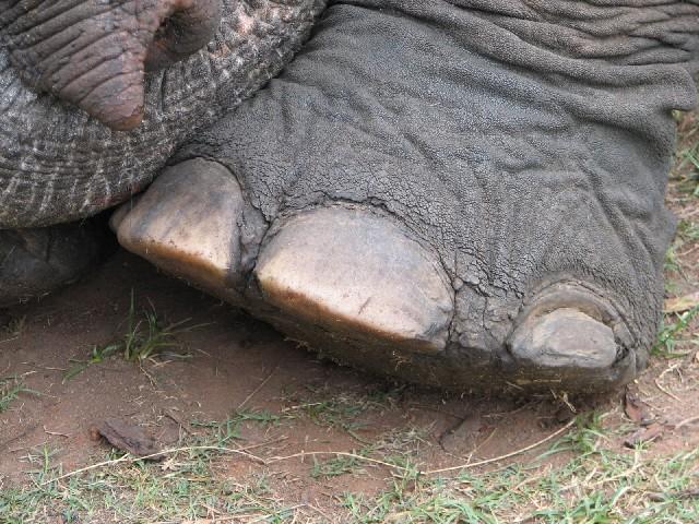 Elephant d'asie, Elephas maximus