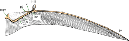 aile de ptérosaure