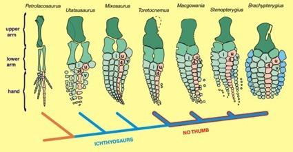 Evolution des palettes natatoires des Ichthyosaures