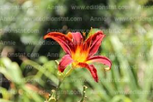 photographie-nature-plantes-fleurs-jardin-botanique-montreal photographie-nature-plantes-fleurs-jardin-botanique-montreal