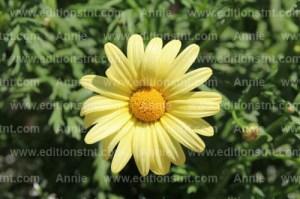 photographie-nature-plantes-fleurs-marguerite-jaune-jardin-botanique-montreal photographie-nature-plantes-fleurs-marguerite-jaune-jardin-botanique-montreal