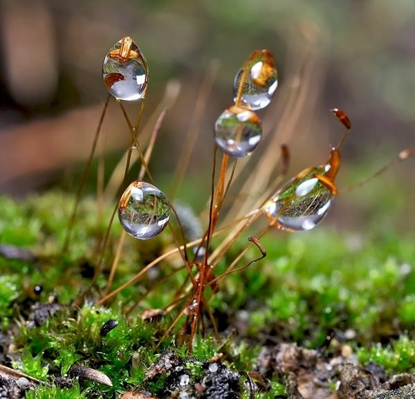 La pluie créatrice de bijoux... pluie 1