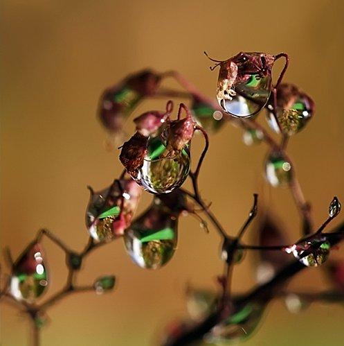 La pluie créatrice de bijoux... pluie-7.jpg