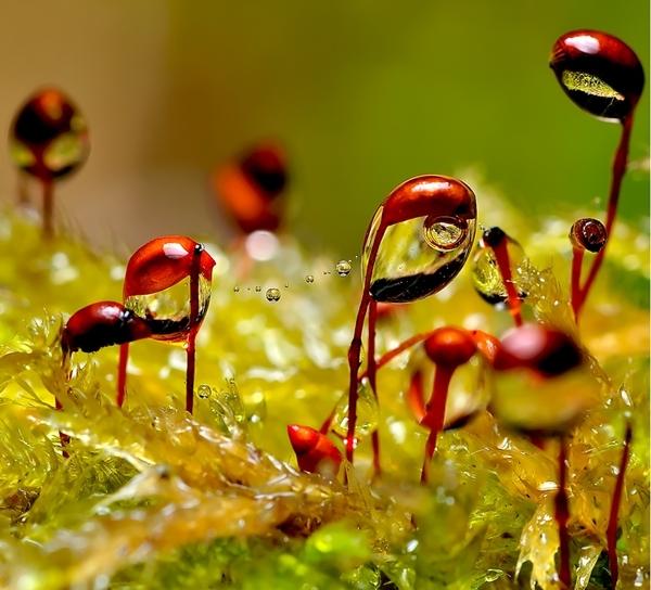 La pluie créatrice de bijoux... pluie-10.jpg