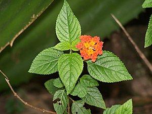 SRI LANKA : PAYS FLEURI SRI-LANKA-2-080.JPG