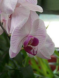 SRI LANKA : PAYS FLEURI SRI-LANKA-2-229.JPG