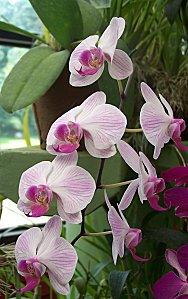 SRI LANKA : PAYS FLEURI SRI-LANKA-1-285.JPG