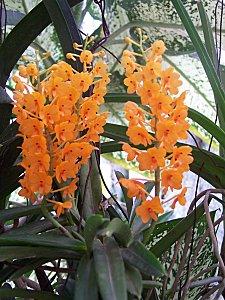 SRI LANKA : PAYS FLEURI SRI LANKA 2 230