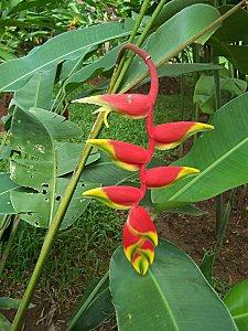 SRI LANKA : PAYS FLEURI SRI-LANKA-2-233.JPG