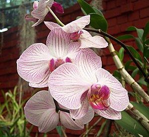 SRI LANKA : PAYS FLEURI SRI-LANKA-1-287.JPG