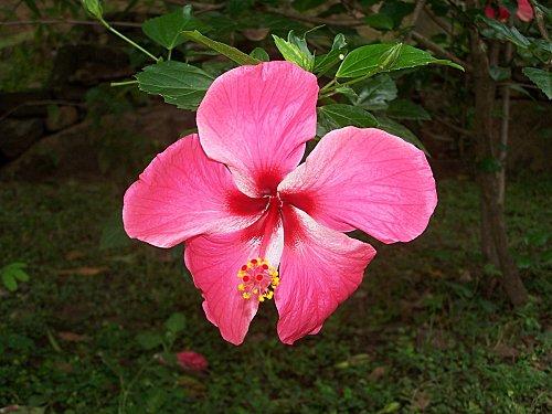 SRI LANKA : PAYS FLEURI SRI-LANKA-1-071.JPG