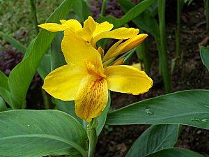 SRI LANKA : PAYS FLEURI SRI-LANKA-2-235.JPG