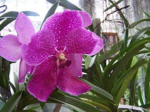 SRI LANKA : PAYS FLEURI SRI LANKA 2 231