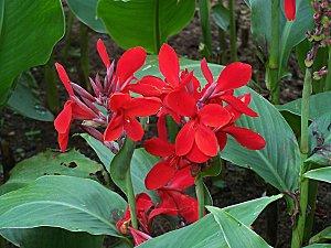 SRI LANKA : PAYS FLEURI SRI-LANKA-1-251.JPG