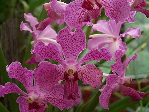 SRI LANKA : PAYS FLEURI SRI-LANKA-2-228-copie-1.JPG