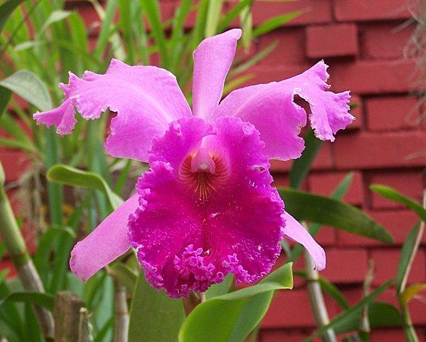 SRI LANKA : PAYS FLEURI SRI LANKA 2 225