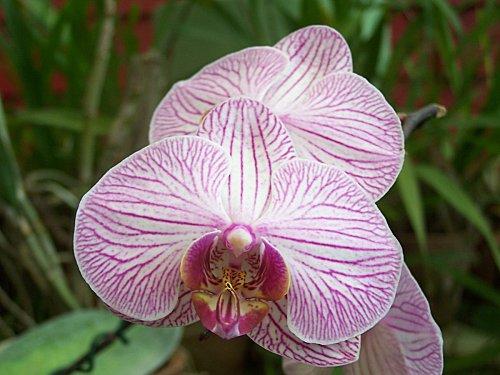 SRI LANKA : PAYS FLEURI SRI-LANKA-2-226.JPG