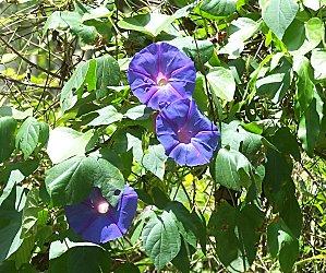 SRI LANKA : PAYS FLEURI SRI-LANKA-2-100.JPG