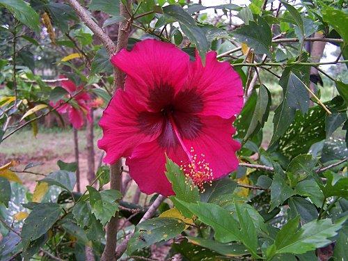 SRI LANKA : PAYS FLEURI SRI-LANKA-1-368.JPG