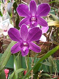 SRI LANKA : PAYS FLEURI SRI-LANKA-2-222.JPG