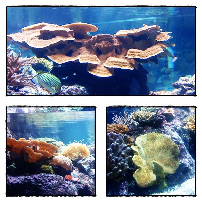 Visite de l'Aquarium de La Rochelle (2ère partie), 3 septembre 2012