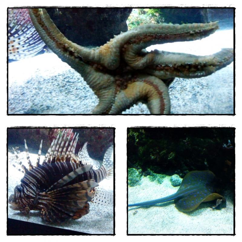 Visite de l'Aquarium de La Rochelle (2ère partie), 3 septembre 2012