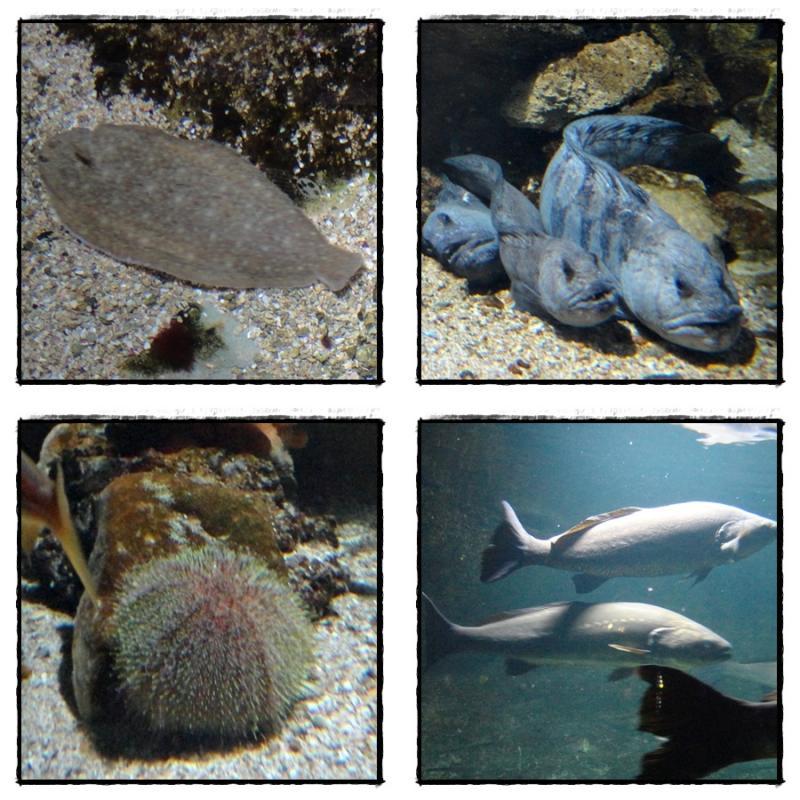 Visite de l'Aquarium de La Rochelle (1ère partie), 3 septembre 2012