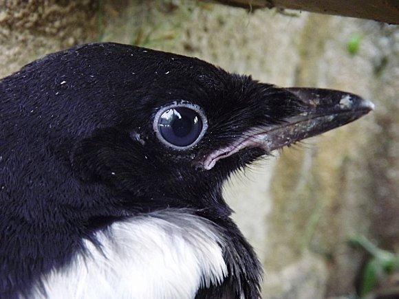 Une voleuse bien bavarde ... PHOTO MAGDA 2